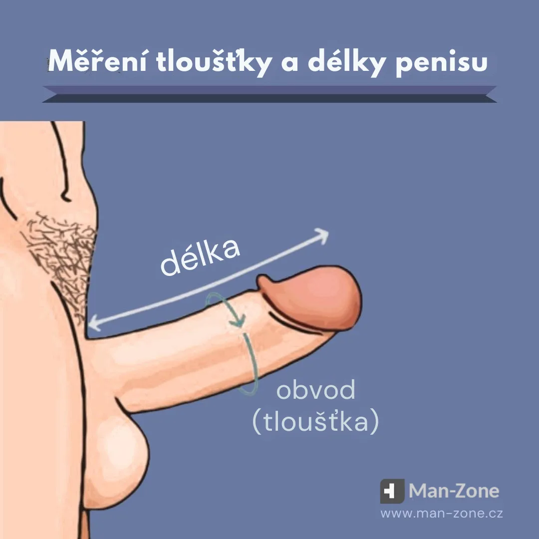 ilustrace-zobrazuje-jak-se-spravne-meri-delka-a-obvod-penisu-behem-erekce-s-sipkami-a-popisy