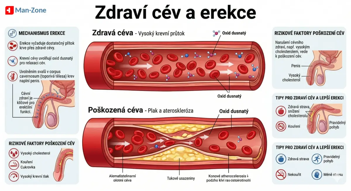 jak-funguje-sildenafil-a-tadalafil-v-cevech