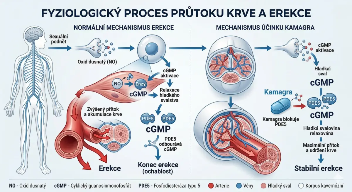 Kamagra prodej – Infografika mechanismu účinku sildenafilu v mužském těle.