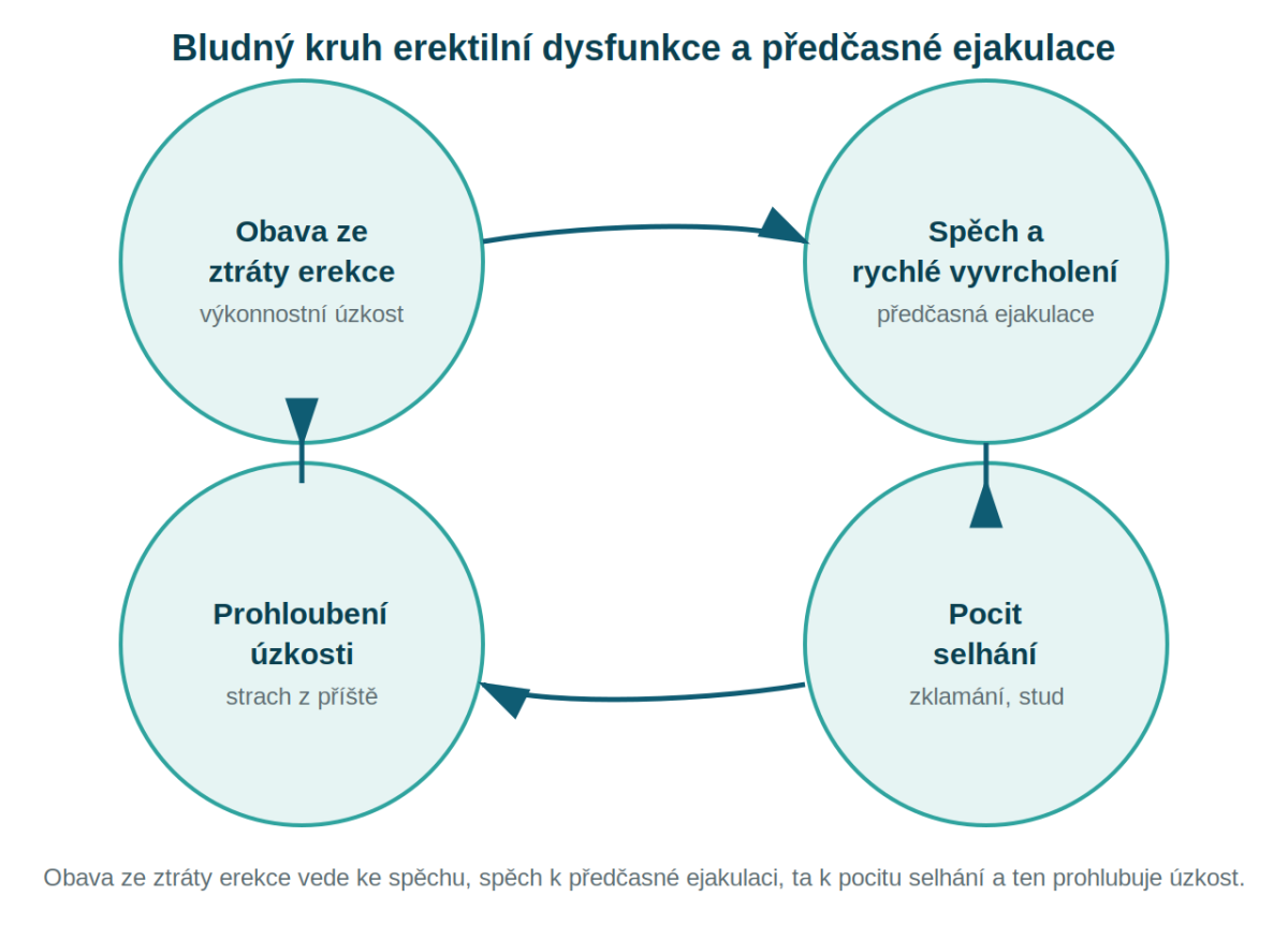 Infografika bludného kruhu erektilní dysfunkce a předčasné ejakulace: obava ze ztráty erekce, spěch a rychlé vyvrcholení, pocit selhání, prohloubení úzkosti